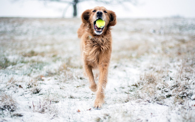 Обои картинки фото животные, собаки, собака, игра, снег