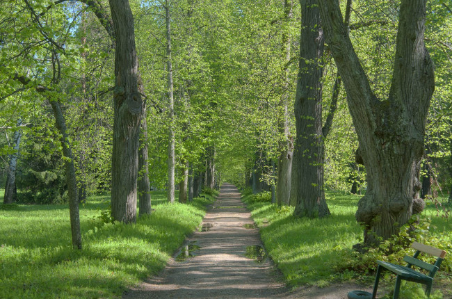 Обои картинки фото природа, парк, деревья, дорога