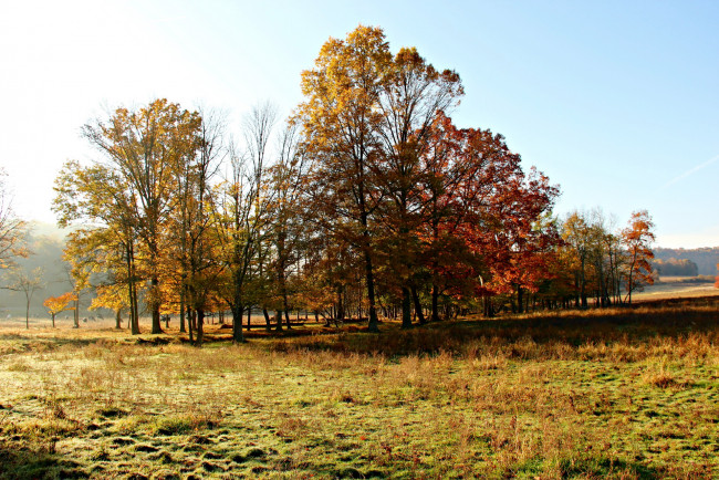 Обои картинки фото природа, деревья, осень, поляна