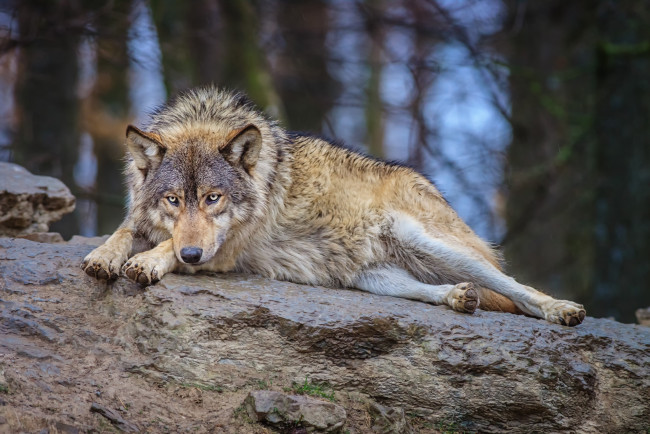 Обои картинки фото животные, волки, серый, хищник