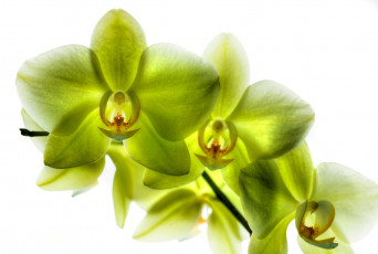 Картинка цветы орхидеи лепестки лимонная орхидея фаленопсис