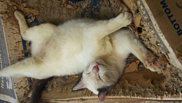 Картинка животные коты ушки усы поза спит коте киса