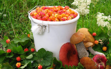 Картинка еда фрукты+и+овощи+вместе ягоды морошка лето грибы урожай сыроежки подосиновик