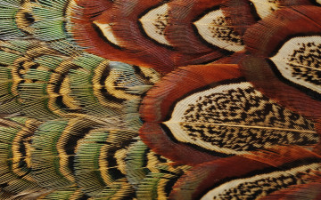 Картинка разное перья окрас птица