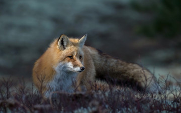 Картинка животные лисы лето природа лиса