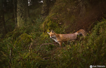 Картинка животные лисы природа лес хищник лиса