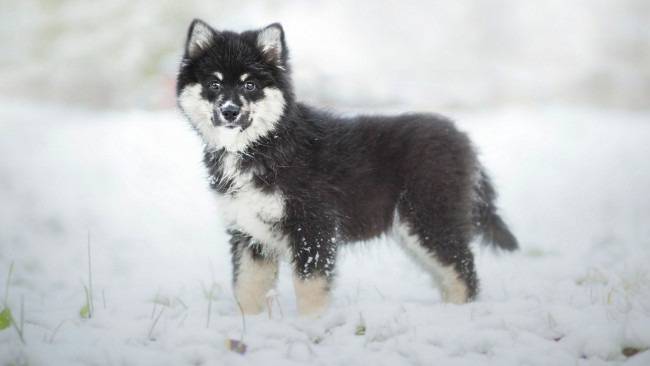 Обои картинки фото животные, собаки, зима, финская, лопарская, лайка, финский, лаппхунд, щенок, собака