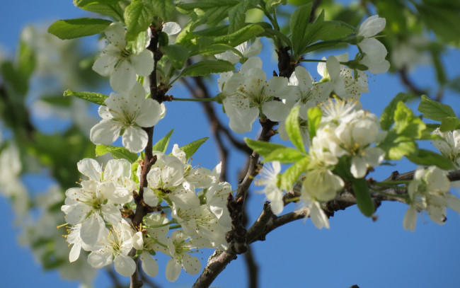 Обои картинки фото цветы, сакура,  вишня, вишня, весна, дерево