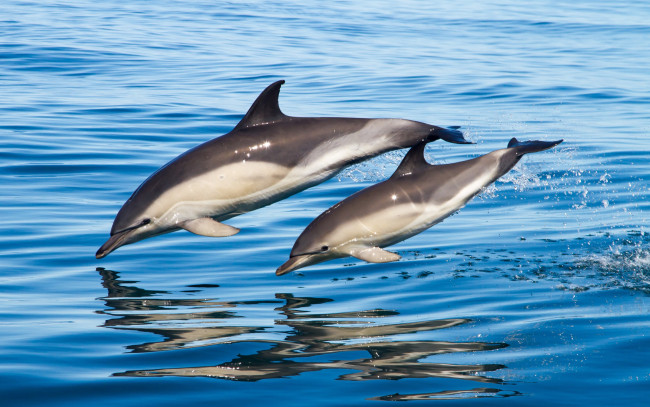 Обои картинки фото животные, дельфины, вода, море, семья, пара