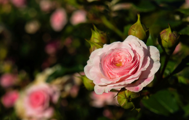Обои картинки фото цветы, розы, капли, розовый, роза, бутоны