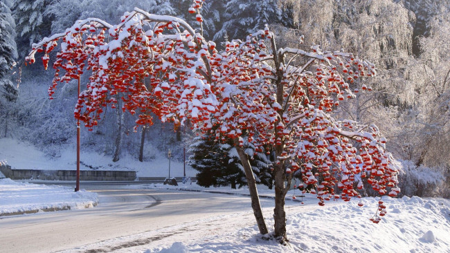 Обои картинки фото природа, Ягоды,  рябина, снег, дерево