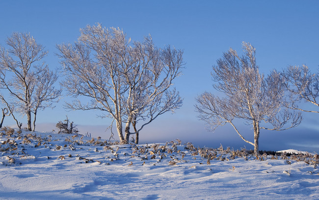 Обои картинки фото природа, деревья, снег, лес