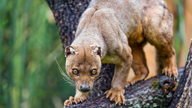 Обои картинки фото fossa, животные, фоссы, фосса, животное, хищник, виверровые, мадагаскар, красная, книга, млекопитающее