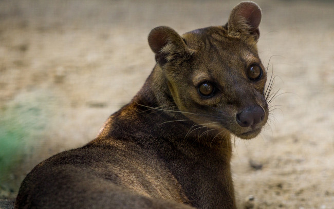 Обои картинки фото fossa, животные, фоссы, фосса, животное, хищник, виверровые, мадагаскар, красная, книга, млекопитающее