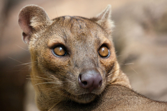 Обои картинки фото fossa, животные, фоссы, фосса, животное, хищник, виверровые, мадагаскар, красная, книга, млекопитающее