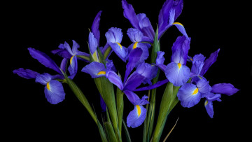 обоя цветы, ирисы, синие