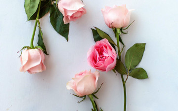 Картинка цветы розы розовые бутоны