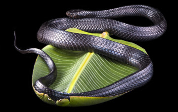 Картинка животные змеи +питоны +кобры змея пресмыкающиеся чешуйчатые хордовые
