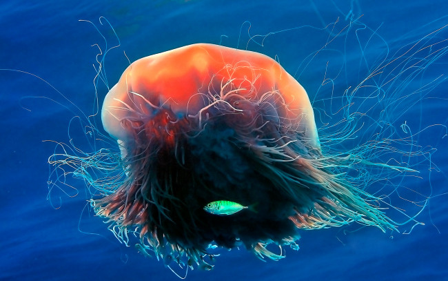 Обои картинки фото животные, медузы, медуза, подводный, мир, организм, море, океан, вода, гидроидные, сцифоидные