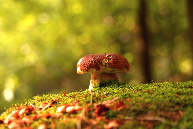Обои картинки фото природа, грибы, боровик