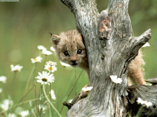 Картинка lynx cub животные рыси