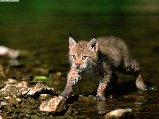 Обои картинки фото cautious, approach, eurasian, lynx, животные, рыси