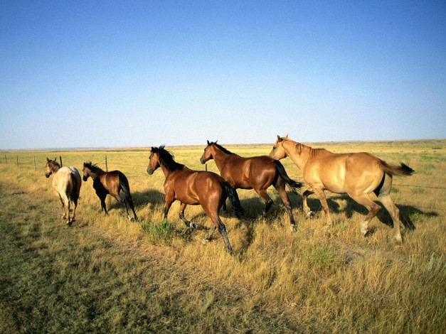 Обои картинки фото животные, лошади