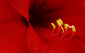 Картинка цветы амариллисы гиппеаструмы