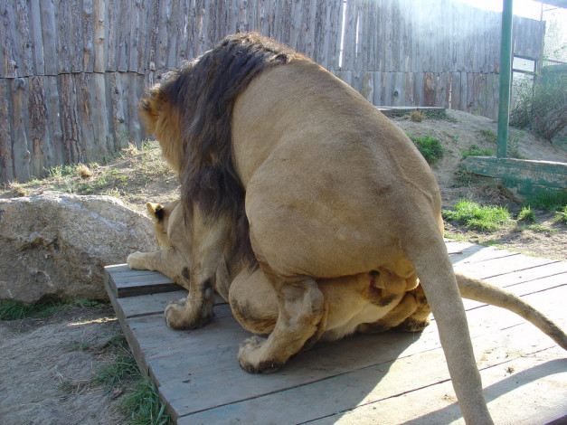 Обои картинки фото животные, львы