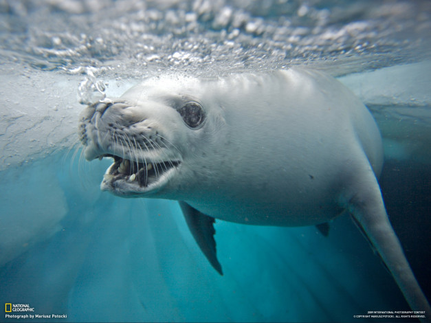 Обои картинки фото животные, тюлени, морские, львы, котики