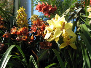Картинка цветы орхидеи разные