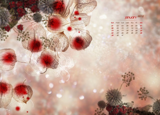 Картинка календари цветы физалис