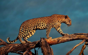 Картинка животные леопарды дерево