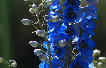 Картинка цветы дельфиниум синий