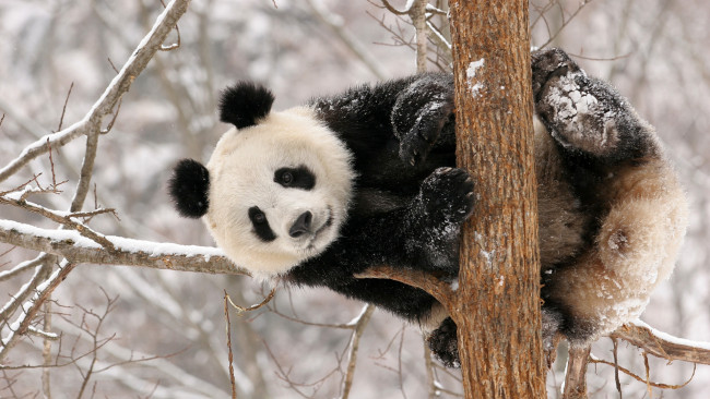 Обои картинки фото животные, панды, снег, ветки