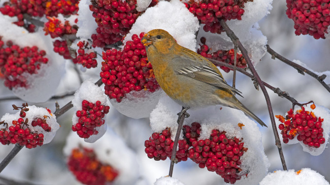 Обои картинки фото животные, птицы, рябина, снег