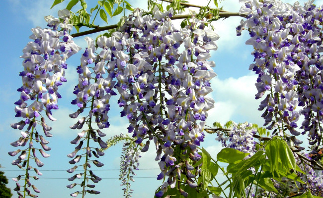 Обои картинки фото глициния, цветы, гроздья, бело-голубой