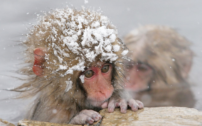 Обои картинки фото животные, обезьяны, зима, мартышки