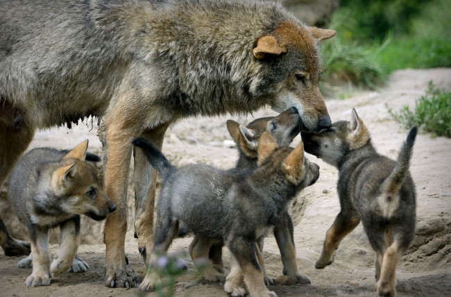 Обои картинки фото животные, волки, мама, малыши