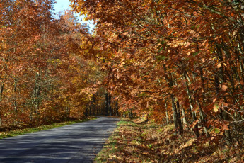 Картинка природа дороги осень деревья шоссе