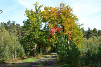 Картинка природа дороги деревья лесная дорога