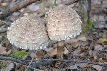 Картинка природа грибы парочка гриб зонтик съедобный очень вкусный просто битки
