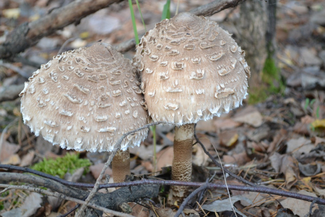 Обои картинки фото природа, грибы, парочка, гриб, зонтик, съедобный, очень, вкусный, просто, битки