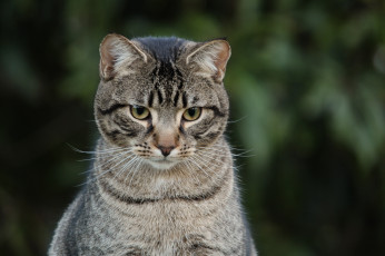 Картинка животные коты серый полосатый взгляд фон кот