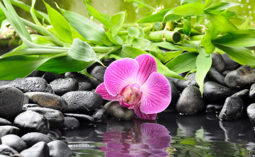 Картинка цветы орхидеи камни