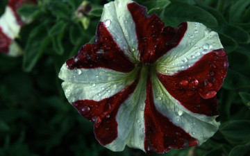 Картинка цветы петунии +калибрахоа umbrella corporation белый красно