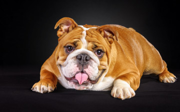 Картинка животные собаки собака английский бульдог
