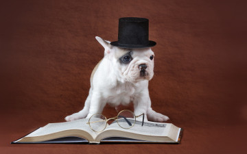 Картинка животные собаки собака стол очки книга цилиндр щенок