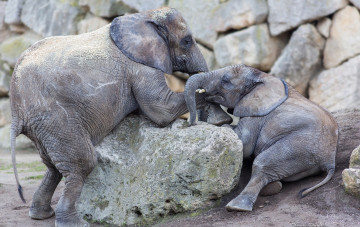 Картинка животные слоны малыши игра