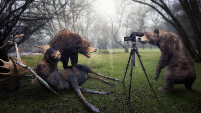 Обои картинки фото юмор и приколы, фотограф, трофей, лось, медведи